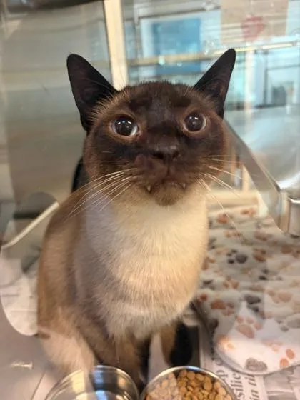 An adult small-sized male Domestic Short Hair cat named Coco for adoption in Mansfield, TX