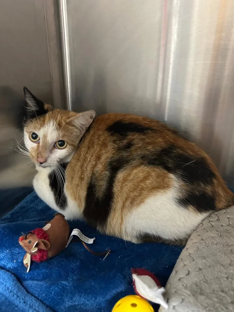 A young medium-sized female Domestic Short Hair cat named Ellie for adoption in Seven Points, TX