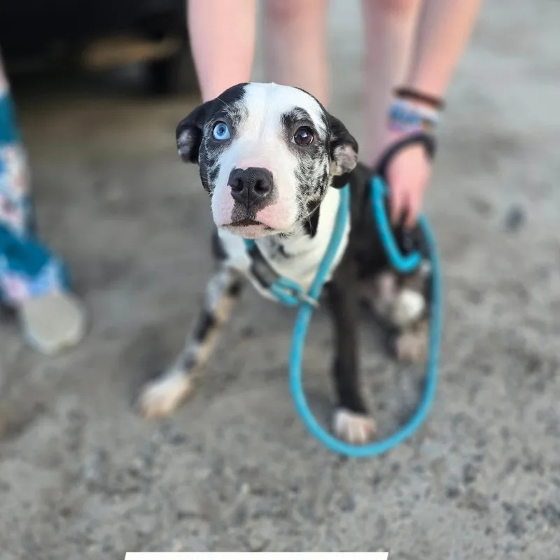 A young small-sized female Black Border Collie dog named Moocow for adoption in Hinesville, GA