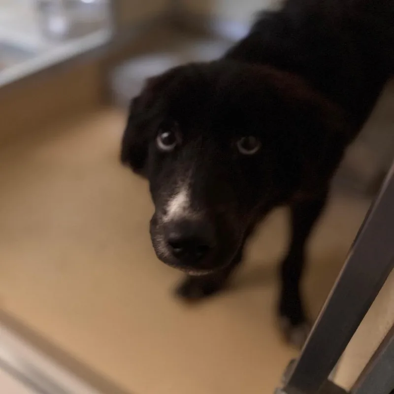 A young small-sized male Black Australian Shepherd dog named Declan for adoption in Starkville, MS