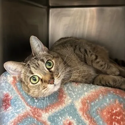 A senior medium-sized female Brown / Chocolate Domestic Short Hair cat named Britt for adoption in Chicago, IL