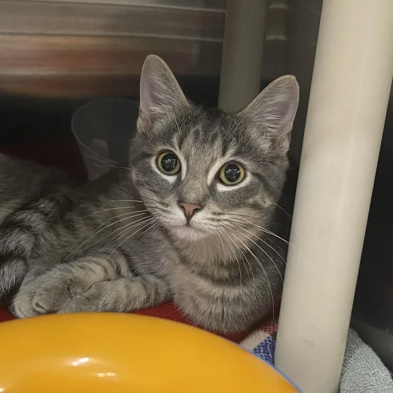 A baby small-sized male Domestic Short Hair cat named Sloth for adoption in Mentor, OH
