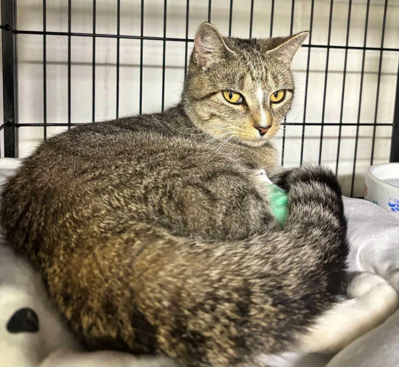 A young large-sized female Tiger cat named Abby for adoption in North Kingstown, RI