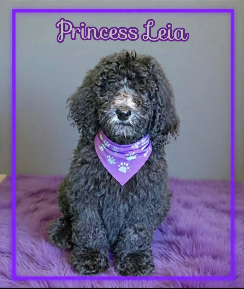 Princess Leia thumbnail 2