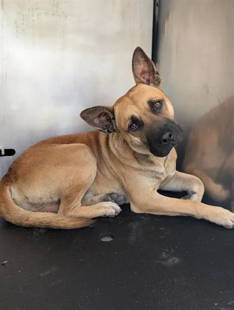 A young medium-sized male German Shepherd Dog dog named Crockett for adoption in San Antonio, TX