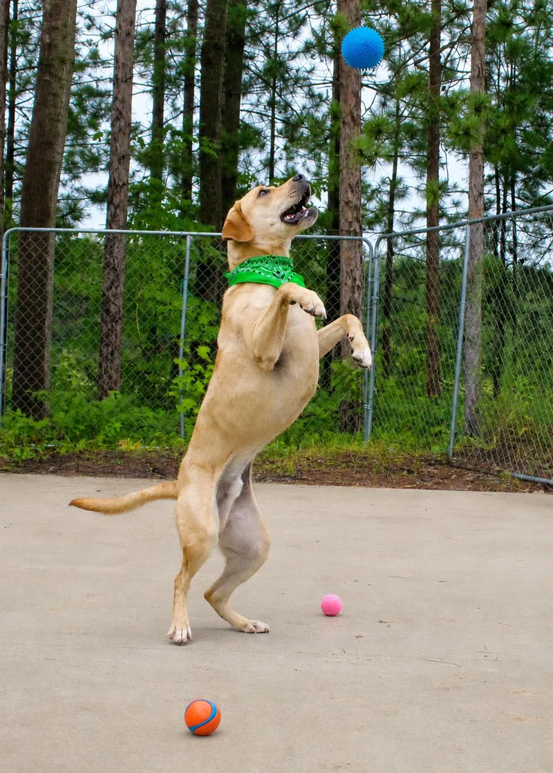 An adult large-sized male Golden Retriever dog named Buddie for adoption in Cheboygan, MI
