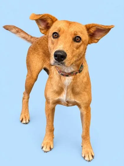 An adult medium-sized female Labrador Retriever dog named Maxine for adoption in Bowling Green, KY