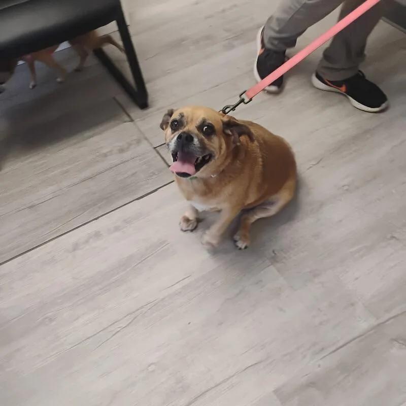 An adult medium-sized female Red / Chestnut / Orange Pug dog named Ginger for adoption in Paris , TN
