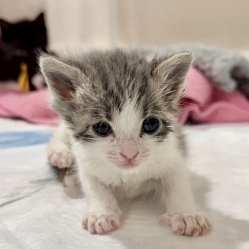 A baby small-sized female White Domestic Short Hair cat named Ambrosius for adoption in Westminster, CA