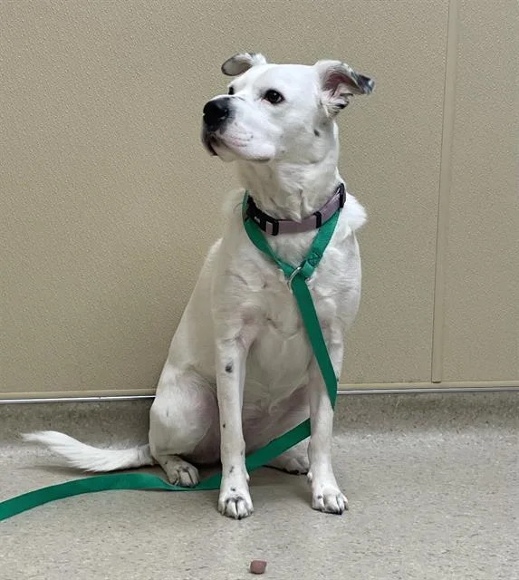 An adult medium-sized female Australian Shepherd dog named Harley for adoption in Clyde, NC