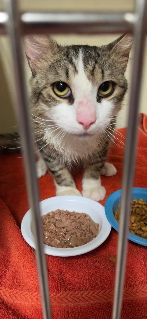 A baby medium-sized male Domestic Short Hair cat named Messi for adoption in Windsor, CT