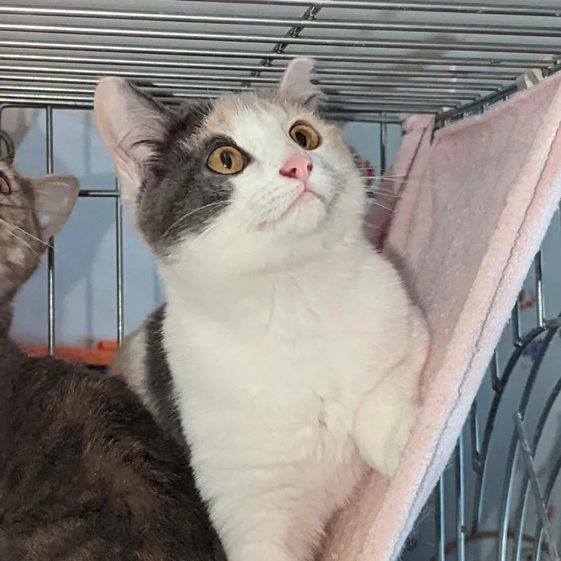 An adult small-sized female Gray / Blue / Silver Domestic Short Hair cat named Babe for adoption in Greenwood, MO