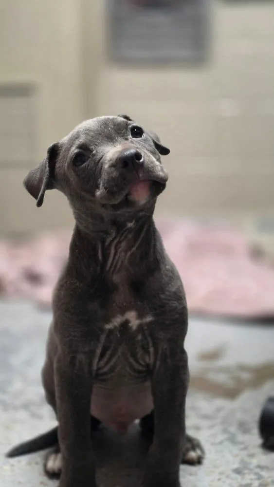 A baby large-sized male Gray / Blue / Silver Staffordshire Bull Terrier dog named Rebel for adoption in Lincoln Park, MI