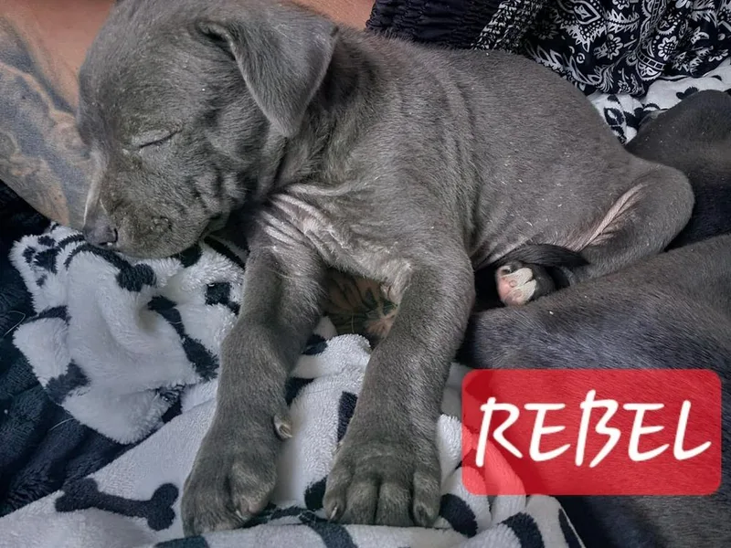 Rebel thumbnail 2