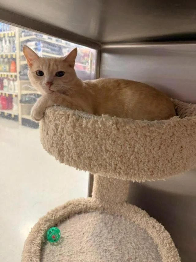 A young small-sized male Tabby (Orange / Red) Tabby cat named Spice for adoption in Capshaw, AL