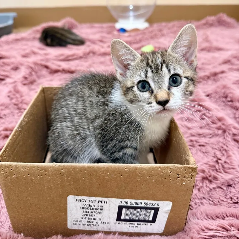 A baby small-sized female White Domestic Short Hair cat named Cashew for adoption in Agoura Hills, CA