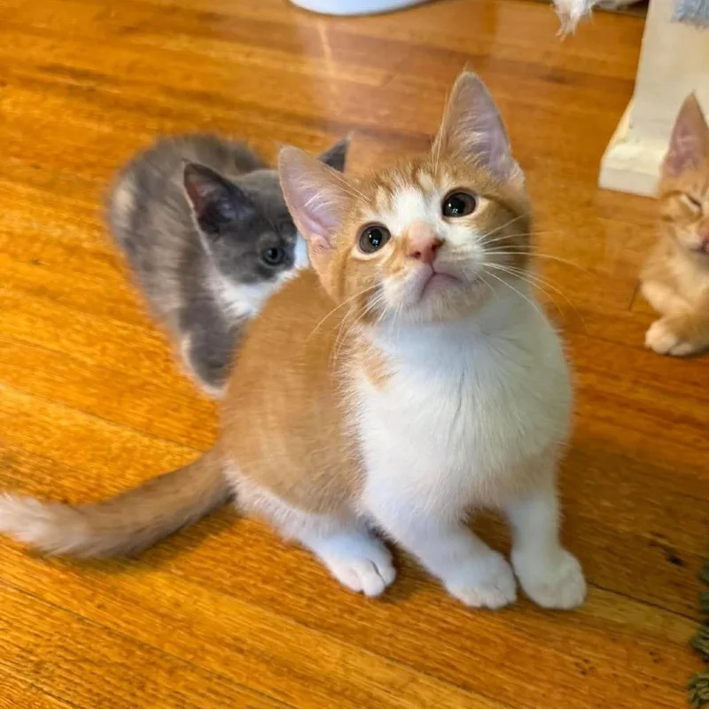A baby small-sized male Orange / Red Domestic Short Hair cat named Quincy for adoption in Plainfield, IL