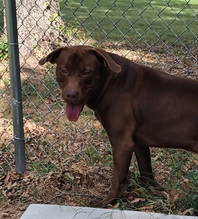 An adult large-sized male Chocolate Labrador Retriever dog named Maui for adoption in North Little Rock, AR