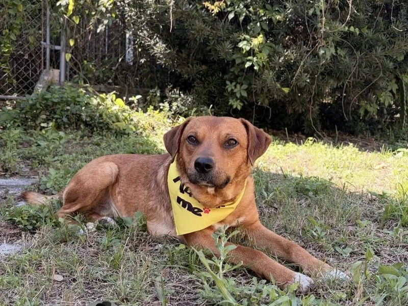 An adult medium-sized male Hound dog named Teddy for adoption in tampa, FL