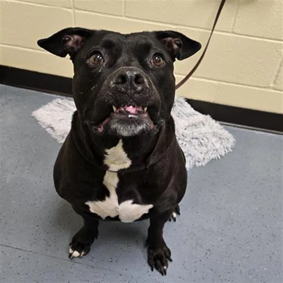 An adult medium-sized female Pit Bull Terrier dog named Princess for adoption in Denver, CO