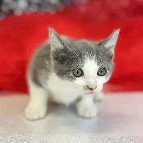 A baby small-sized female Gray / Blue / Silver Domestic Short Hair cat named PegC for adoption in East Saint Louis, IL