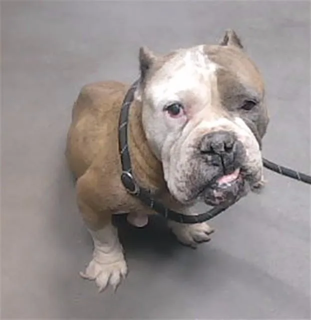 An adult large-sized female American Bulldog dog named Judy Bee for adoption in Phoenix, AZ