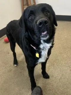 A young large-sized male Black Retriever dog named Noah for adoption in Cleveland, OH