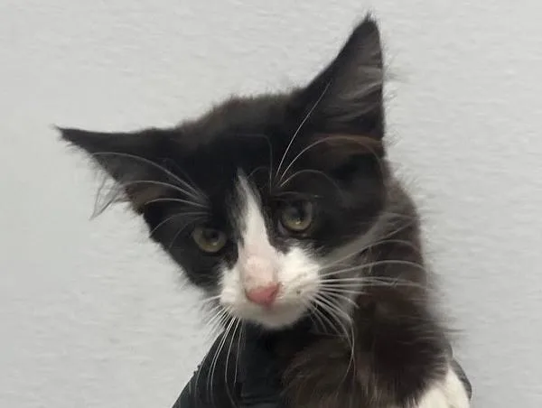 A baby small-sized female Domestic Short Hair cat named Fern for adoption in El Cajon, CA