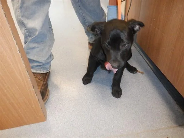 A baby small-sized female Labrador Retriever dog named Susan for adoption in San Jose, CA