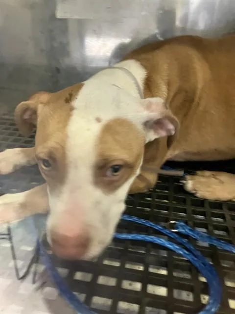 A young medium-sized male Mixed Breed dog named Vic for adoption in Dallas, TX