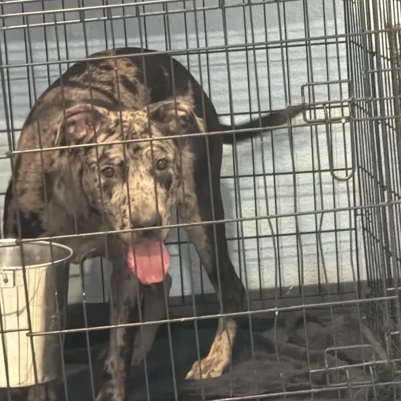 A young large-sized female Gray / Blue / Silver Catahoula Leopard Dog dog named Beauty for adoption in Port Charlotte, FL