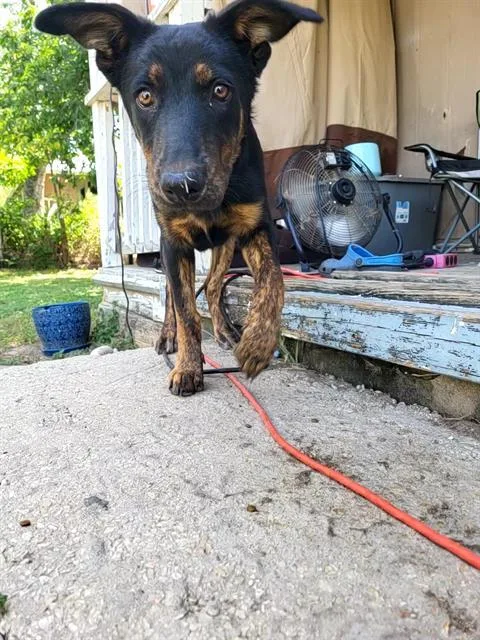 A young medium-sized male German Shepherd Dog dog named Arlo for adoption in San Antonio, TX