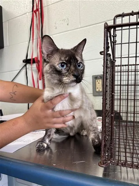 An adult medium-sized male Domestic Short Hair cat named White Cat for adoption in Corpus Christi, TX