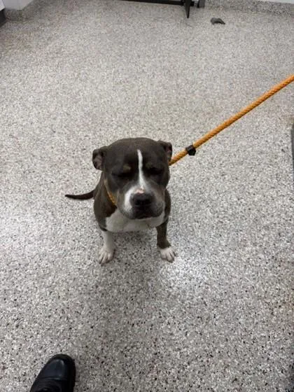 An adult medium-sized female Terrier dog named Kiwi for adoption in Gastonia, NC
