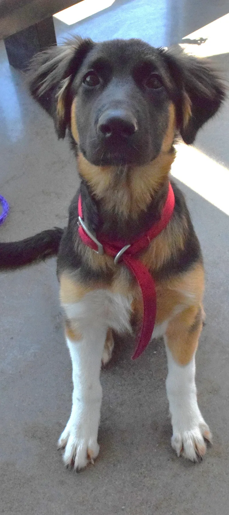 An adult medium-sized female Tricolor (Brown, Black, & White) Shepherd dog named 22349 for adoption in Broken Arrow, OK