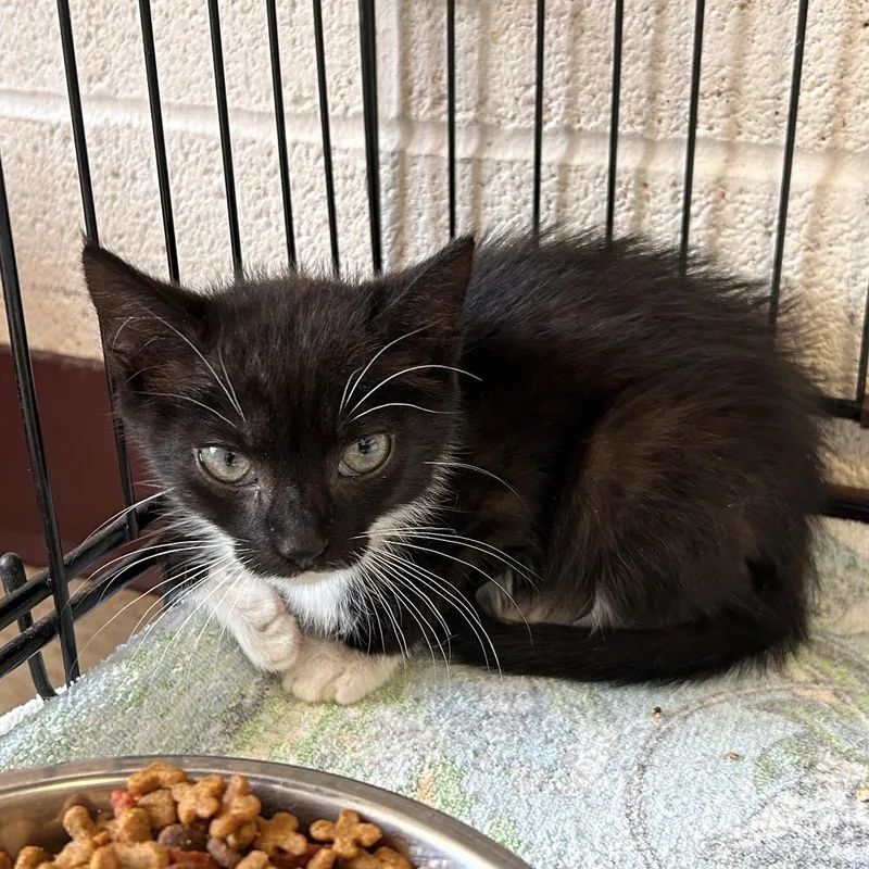 A baby small-sized male Black Domestic Short Hair cat named Zayne for adoption in Waynesboro, PA