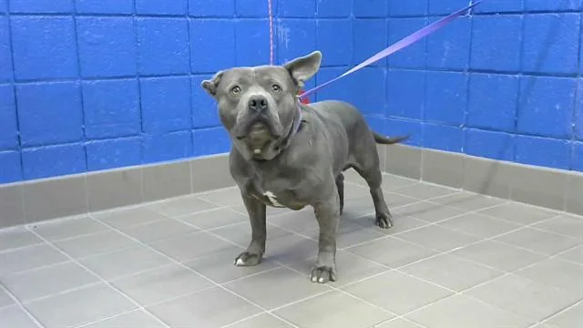 An adult medium-sized male Pit Bull Terrier dog named Fat Boy for adoption in Albuquerque, NM