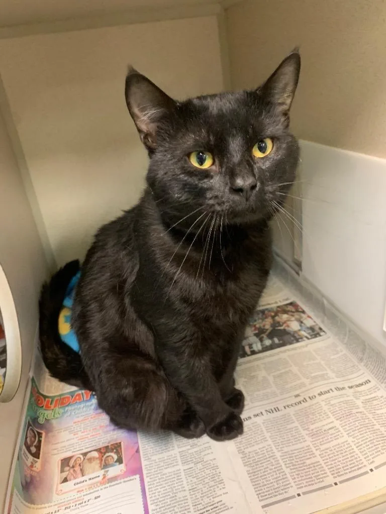 An adult large-sized male Domestic Short Hair cat named Snap Dragon for adoption in Pottsville, PA