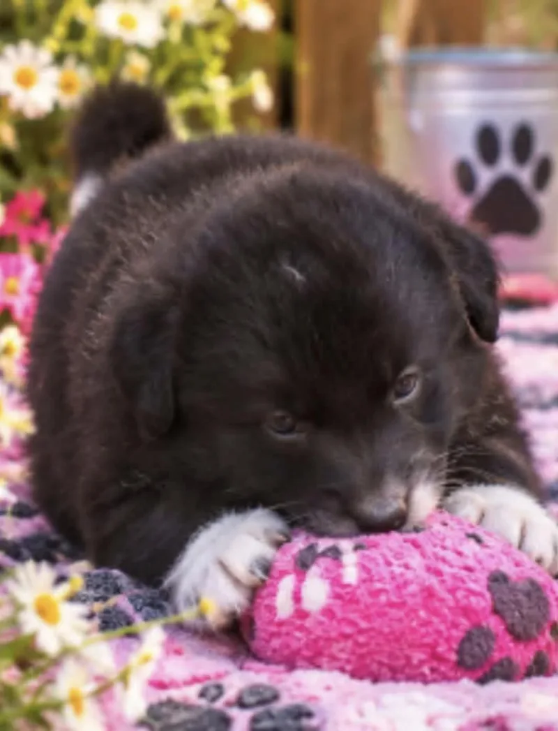 A baby medium-sized male Black Collie dog named Kodiak for adoption in Batesville, AR