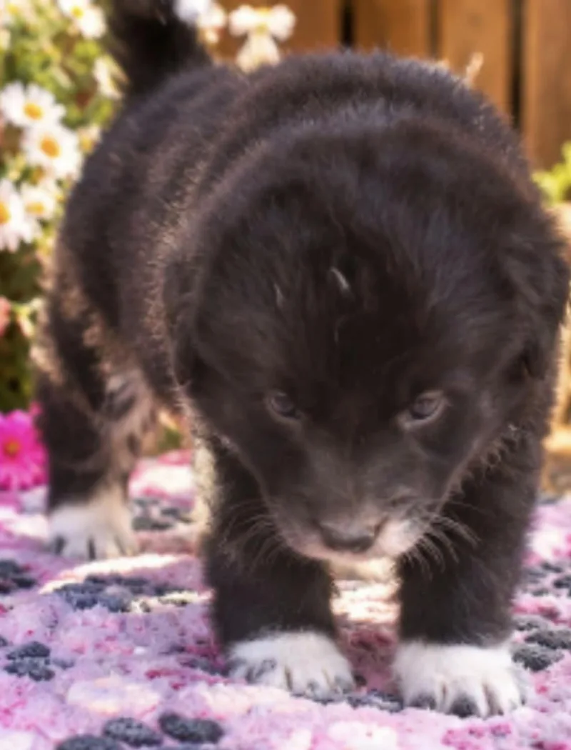 Kodiak thumbnail 3
