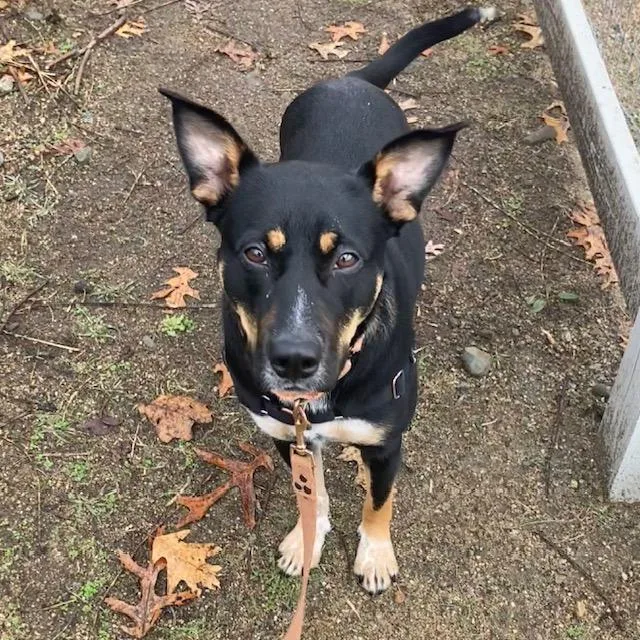 A young large-sized female Australian Cattle Dog / Blue Heeler dog named Lillian for adoption in Methuen, MA