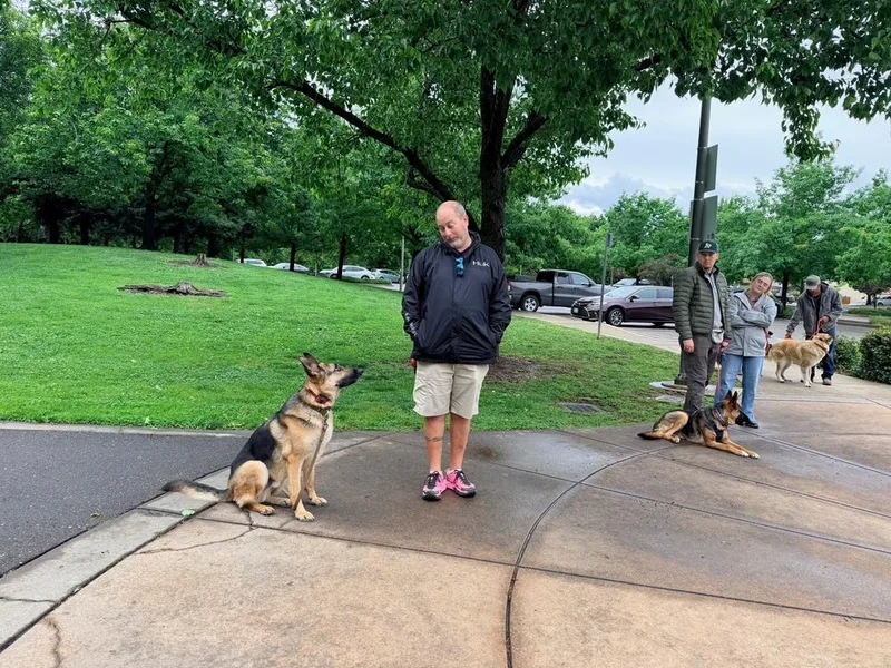 An adult large-sized male Brown / Chocolate German Shepherd Dog dog named Gio for adoption in Shingle Springs, CA