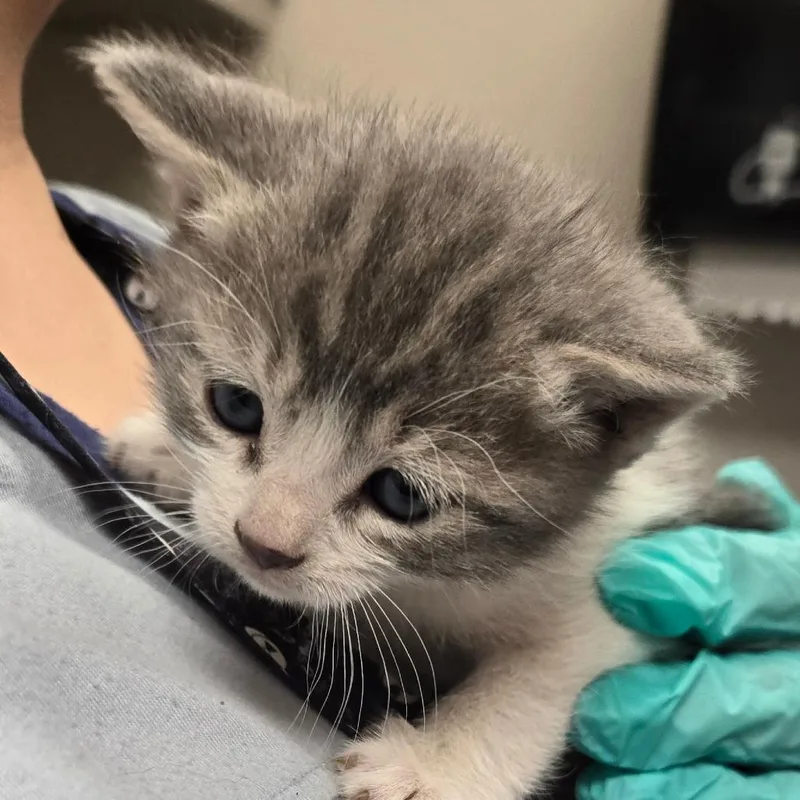 A baby small-sized female Gray / Blue / Silver Domestic Short Hair cat named Starling for adoption in Albuquerque, NM