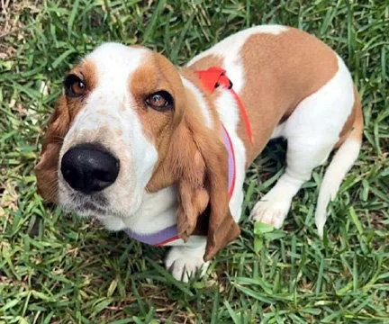A young medium-sized female Basset Hound dog named Jolene for adoption in Mays Landing, NJ