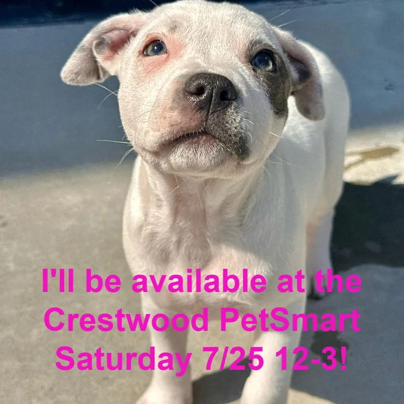 A baby small-sized female Black Mixed Breed dog named Wonder Woman for adoption in Matteson, IL