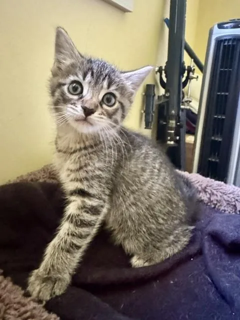 A baby medium-sized male Tabby (Brown / Chocolate) Domestic Short Hair cat named Georgie for adoption in Hudson, NY