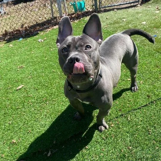 An adult medium-sized male Gray / Blue / Silver Mixed Breed dog named Squab for adoption in Davenport, IA