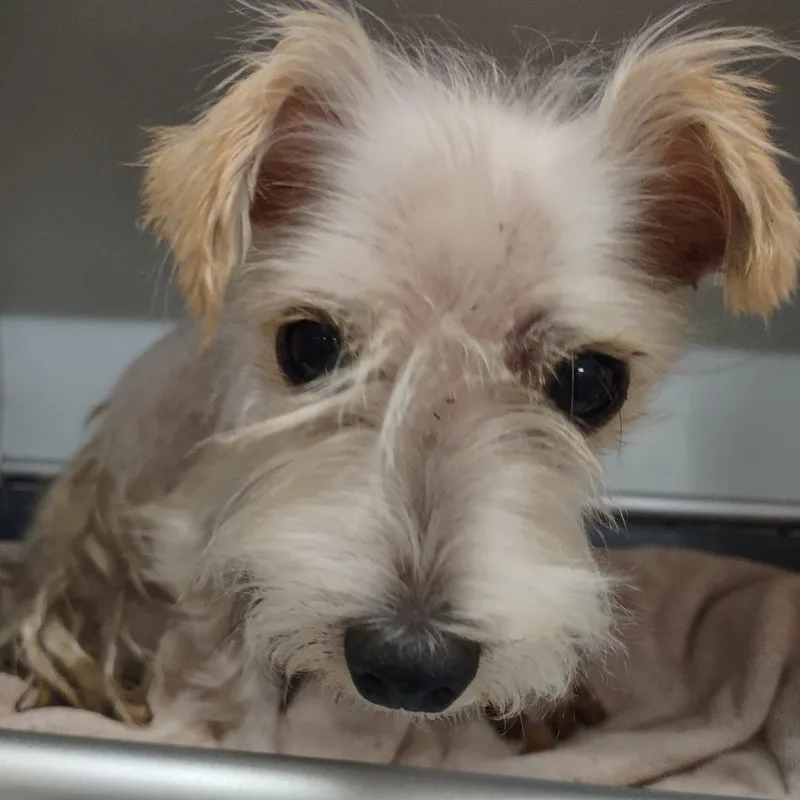 An adult small-sized male Yellow / Tan / Blond / Fawn Terrier dog named IEPAStray for adoption in Upland, CA