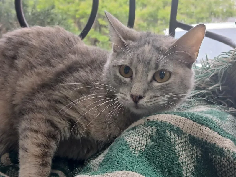 A young large-sized female Domestic Short Hair cat named Lumen for adoption in Fort Worth, TX