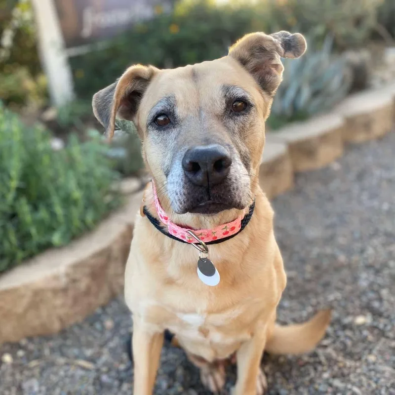A senior medium-sized female Brown / Chocolate Labrador Retriever dog named Charlee for adoption in Ramona, CA